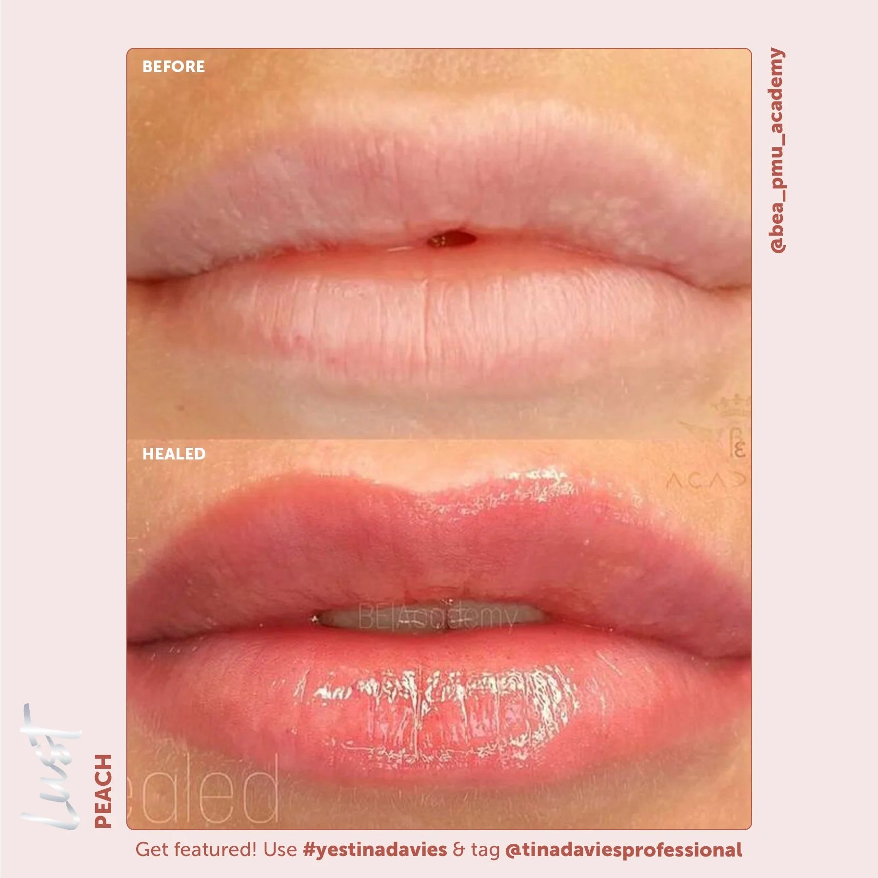 Tina Davies x Perma Blend Lust Lip Pigment Collection 6x15ml – Professional PMU Lip Blush Pigment Set