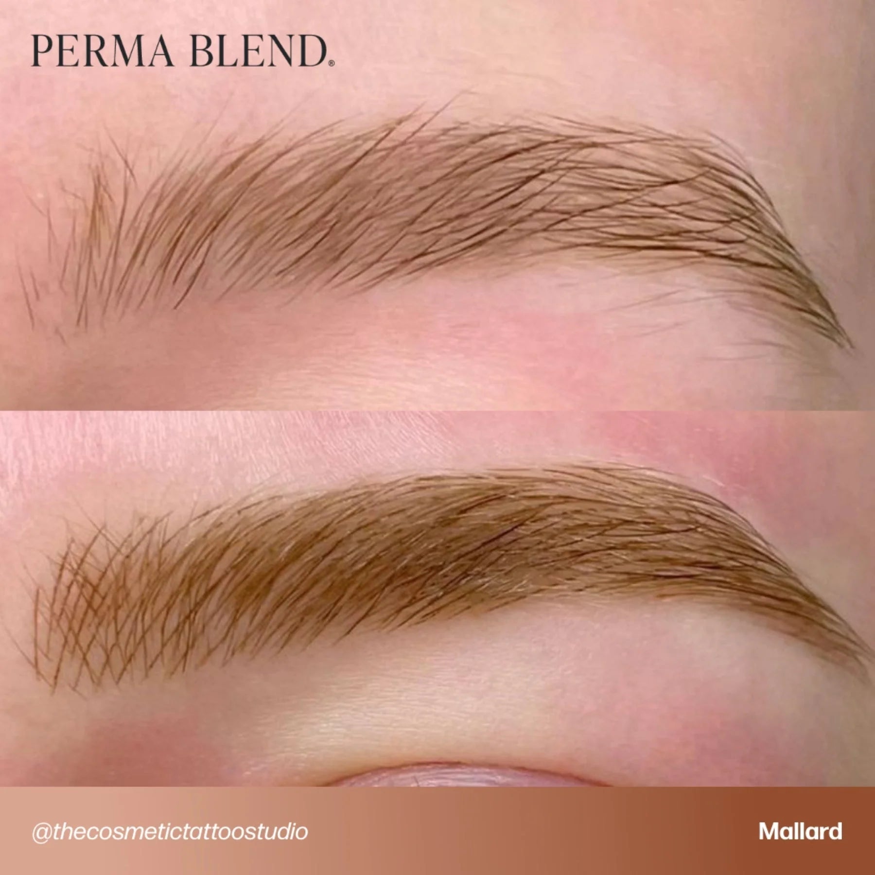 صبغة الحواجب - Mallard 15ml Perma Blend | حبر حواجب SPMU للمكياج الدائم للميكروبليدنج وحواجب الأومبري والحواجب البودرة | صبغة احترافية باللون البني البارد